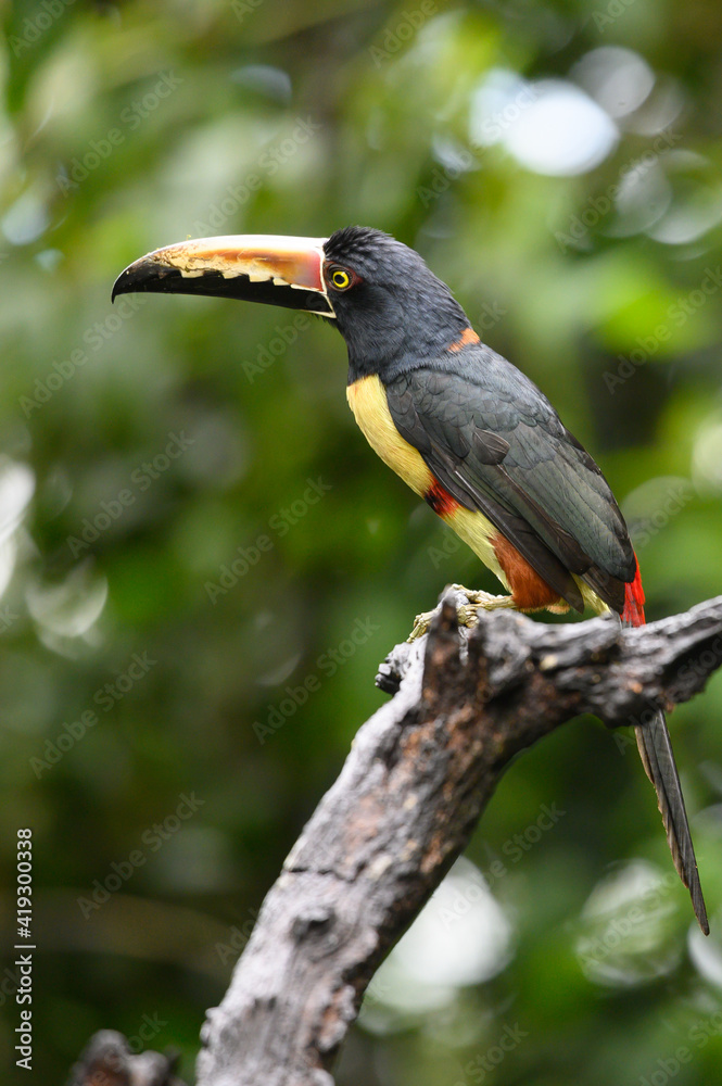 Toucan Collared Aracari, Pteroglossus torquatus, bird with big bill. Toucan sitting on the moss branch in the forest, Boca Tapada, Costa Rica. Nature travel in central America Toucan Collared Aracari, Pteroglossus torquatus, bird with big bill. Toucan sitting on the moss branch in the forest, Boca Tapada, Costa Rica. Nature travel in central America