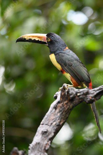 Toucan Collared Aracari, Pteroglossus torquatus, bird with big bill. Toucan sitting on the moss branch in the forest, Boca Tapada, Costa Rica. Nature travel in central America