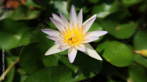 yellow lotus flower