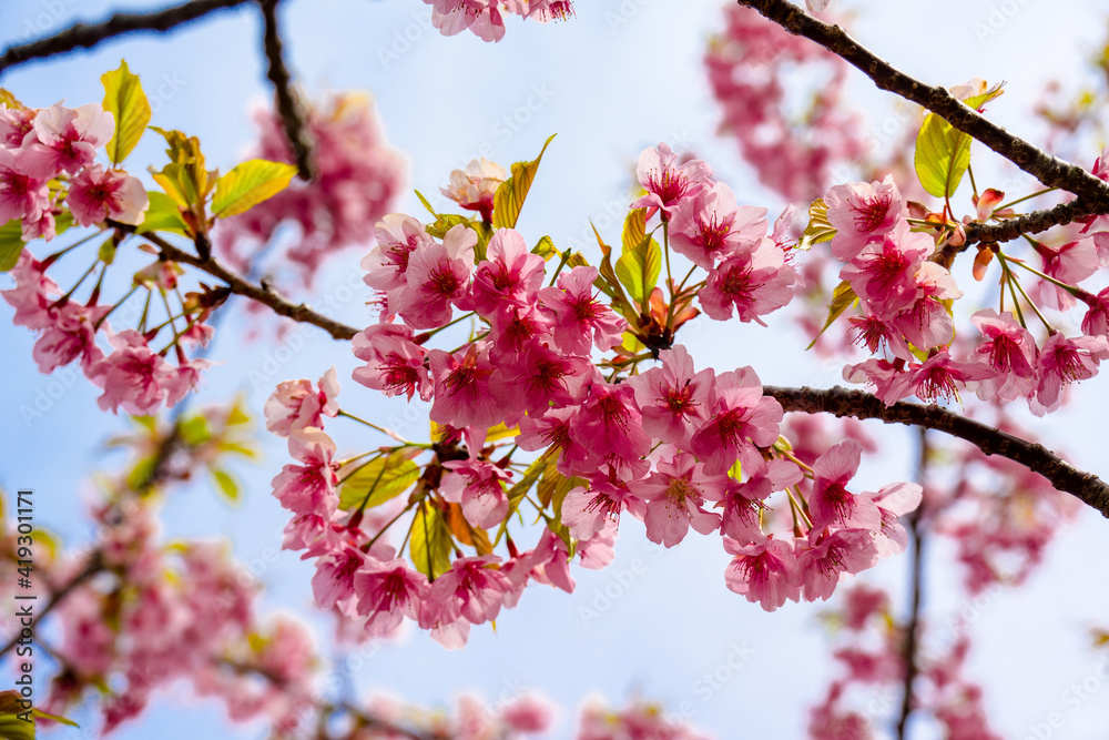 Fototapeta premium 四浦半島の河津桜