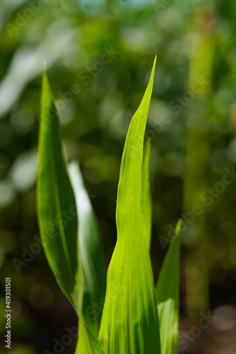 green corn field in India