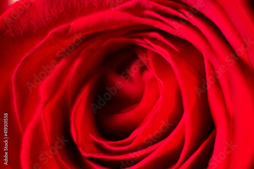Abstract Rose 