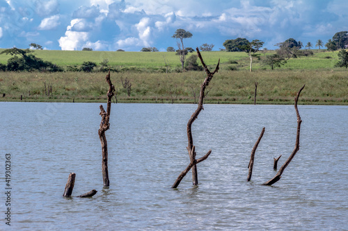 Dead trees with bare branches and bark standing upright in the water and blue sky in Brazil © AlfRibeiro