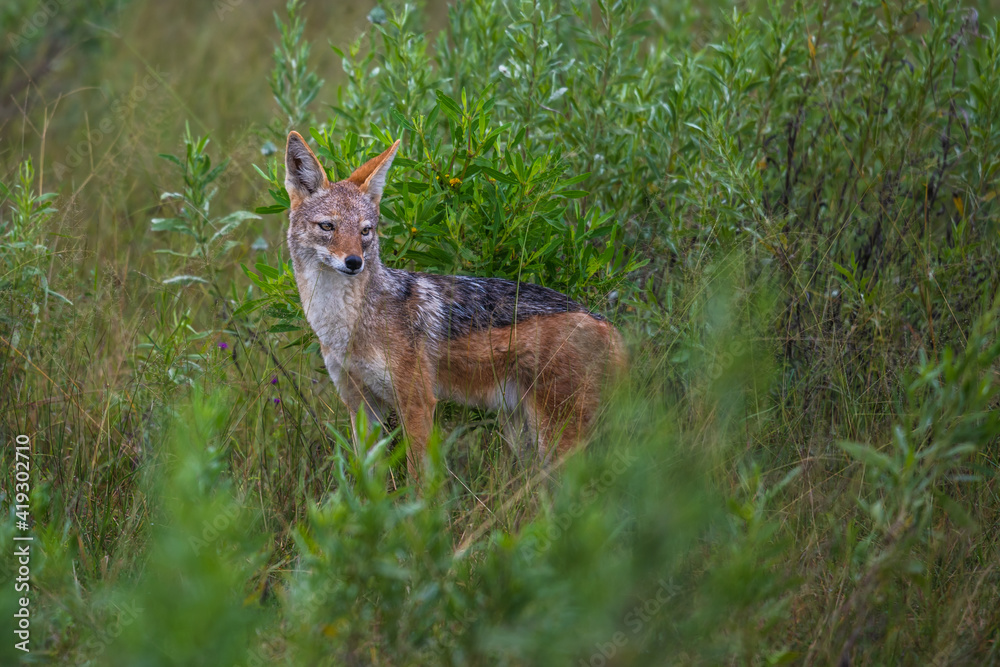 Golden Jackal, Canis aureus, with evening sun in the grass, Sri Lanka, Asia. Beautiful wildlife scene from nature habitat from Sri Lanka. Golden Jackal, Canis aureus, with evening sun in the grass, Sri Lanka, Asia. Beautiful wildlife scene from nature habitat from Sri Lanka.
