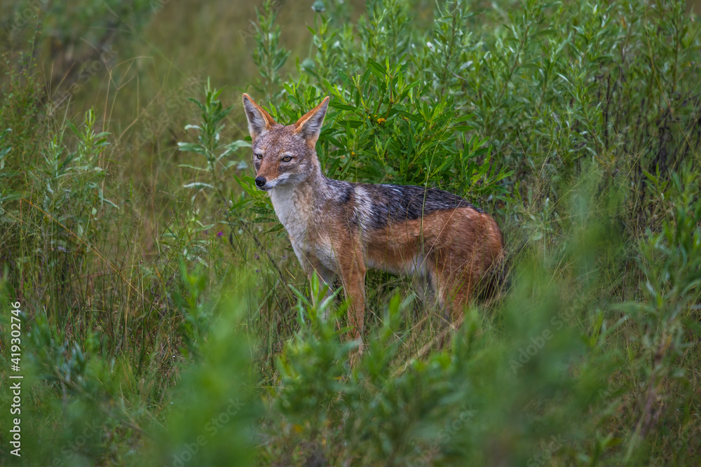 Golden Jackal, Canis aureus, with evening sun in the grass, Sri Lanka, Asia. Beautiful wildlife scene from nature habitat from Sri Lanka. Golden Jackal, Canis aureus, with evening sun in the grass, Sri Lanka, Asia. Beautiful wildlife scene from nature habitat from Sri Lanka.