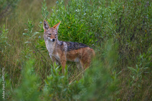 Golden Jackal, Canis aureus, with evening sun in the grass, Sri Lanka, Asia. Beautiful wildlife scene from nature habitat from Sri Lanka.