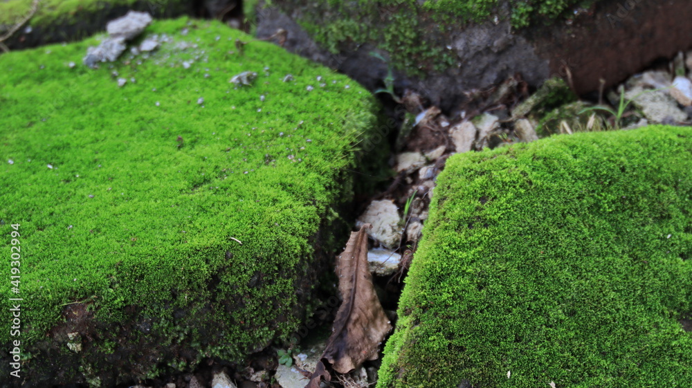 not focus and noise image, paving floor that has mouth because it is wet and damp not focus and noise image, paving floor that has mouth because it is wet and damp