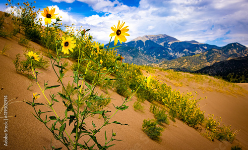 Great Sand Dunes Sun Flowers
