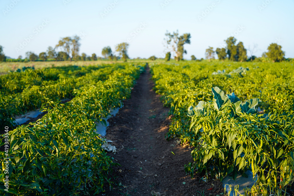 Green chili agriculture field in India