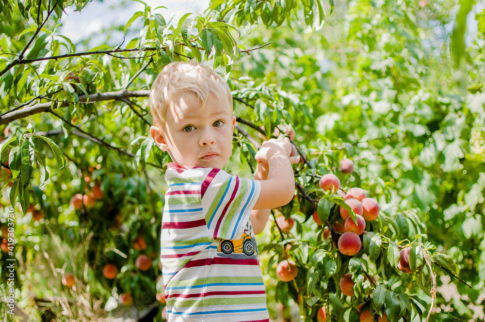 Cute little blonde boy helps to harvest with a peach tree. The child helps adults in household chores. Farming. Vegetarian child Cute little blonde boy helps to harvest with a peach tree. The child helps adults in household chores. Farming. Vegetarian child