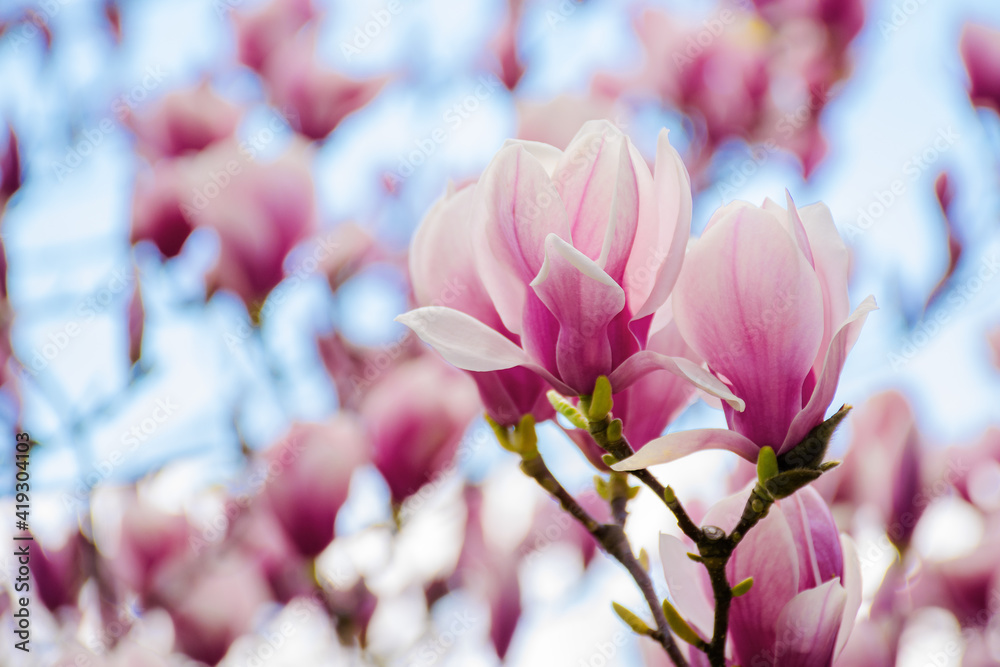 Obraz premium pink magnolia blossom in springtime. beautiful flowers on the branch in morning light