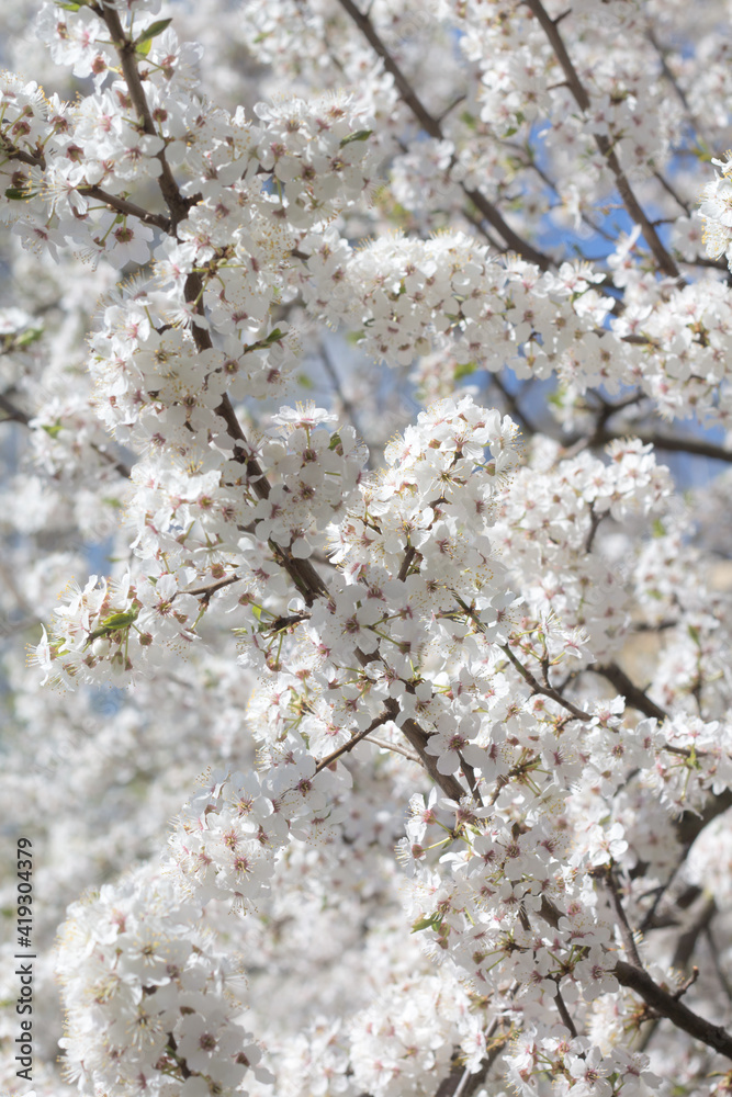 blooming cherry tree on blue sky background, many white spring flowers closeup, selective focus, floral wallpaper blooming cherry tree on blue sky background, many white spring flowers closeup, selective focus, floral wallpaper