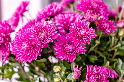 many purple chrysanthemums closeup, bouquet of pink blooming flowers, floral present  © Alena
