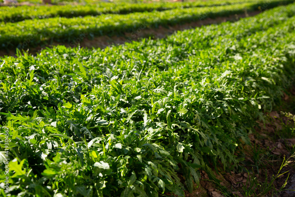 Farm field planted with ripening arugula. Harvest time of popular vegetable crop..