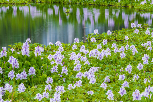 Water Hyacinth Growing on Lake, Hong Kong photo