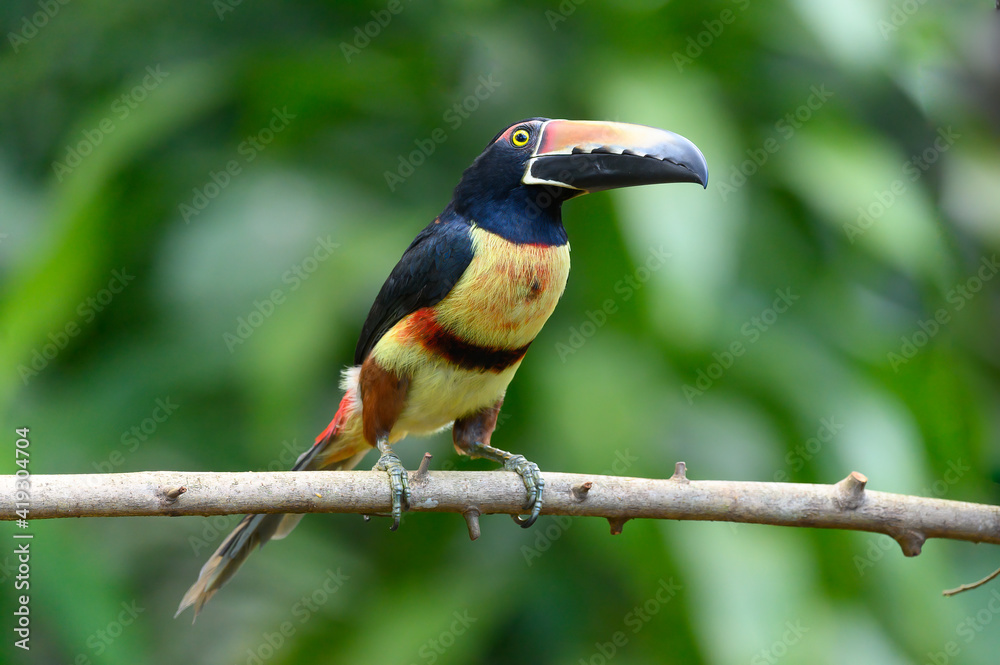 Obraz premium Toucan Collared Aracari, Pteroglossus torquatus, bird with big bill. Toucan sitting on the moss branch in the forest, Boca Tapada, Costa Rica. Nature travel in central America
