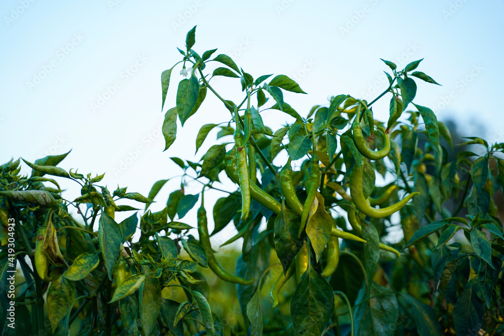 Green chili agriculture field in India