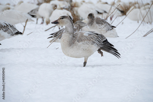 close up of a snow goose in front of the pack standing on the snow with one leg flipping its wings