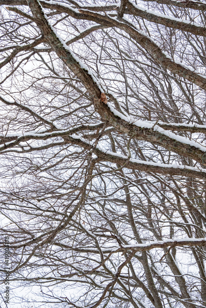leafless branches on the trees in the park covered with snow after overnight snowfall in the park leafless branches on the trees in the park covered with snow after overnight snowfall in the park