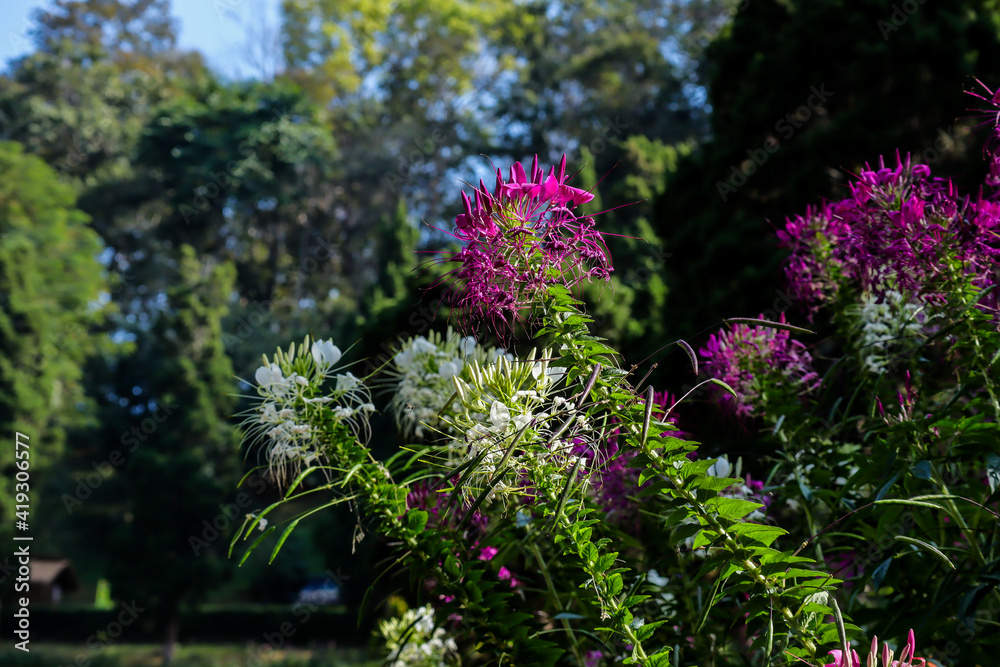 Pink spider flower or Cleome flower in the garden.