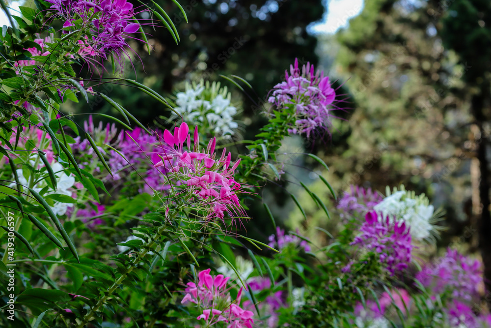 Obraz premium Pink spider flower or Cleome flower in the garden.