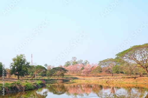 landscape with trees and pond
