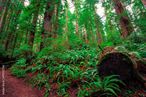 Giant Trees and a Hiking Path in Redwood Forest, Redwoods National and State Parks, California