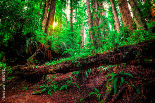 Giant Trees and a Hiking Path in Redwood Forest, Redwoods National and State Parks, California
