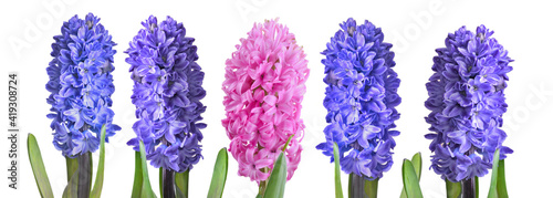 close on pink and blue hyacinth  on white background in panoramic view