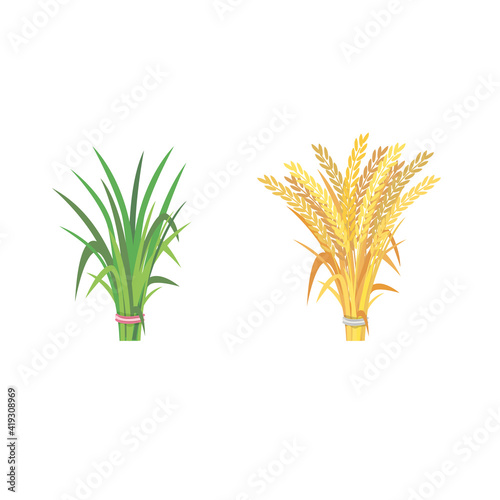 sheaf rice