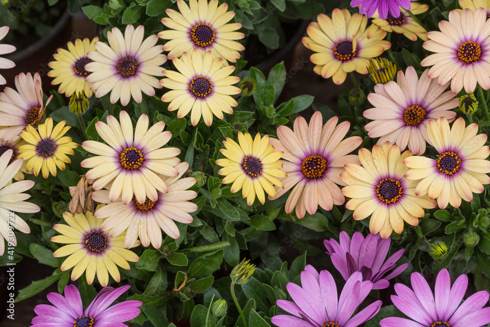 Blooming red blue chrysanthemum flowers and green leaves,Arctotis stoechadifolia var.grandis Blooming red blue chrysanthemum flowers and green leaves,Arctotis stoechadifolia var.grandis