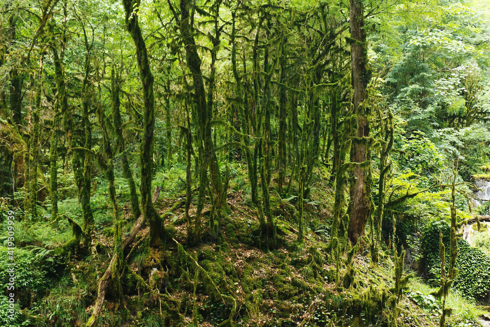 Obraz premium Old magic forest covered moss on summer day.