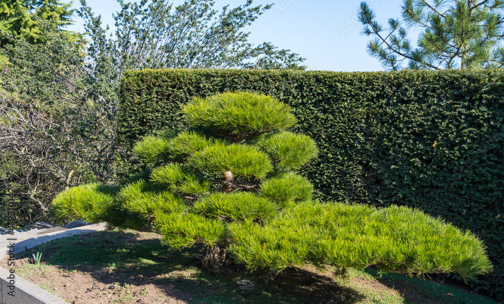 Old pine bonsai in the park in spring