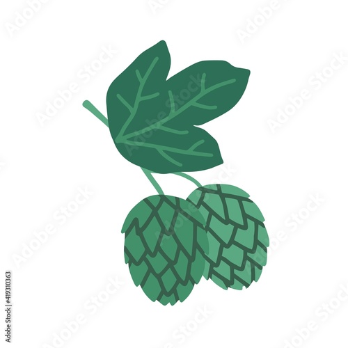 Green flowers or seed cones with leaf on branch of hop plant. Colored flat vector illustration of Irish botanical element isolated on white background