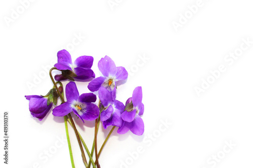 Violet flowers on white background, wild scented violets in spring, bouquet of purple flowers