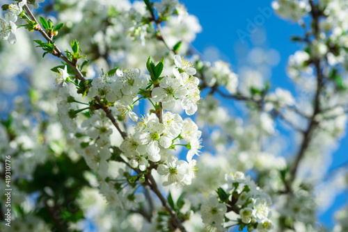 Springtime blooming cherry tree background. Beautiful nature with blossoming spring flowers.