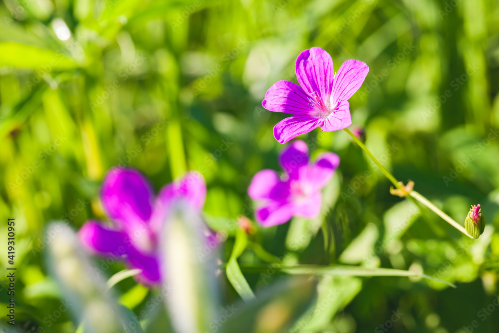Wild purple flowers growing in European forest on a sunny day