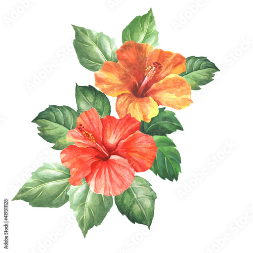 watercolor red hibiscus flower