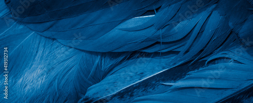 macro photo of blue hen feathers. background or textura © Krzysztof Bubel