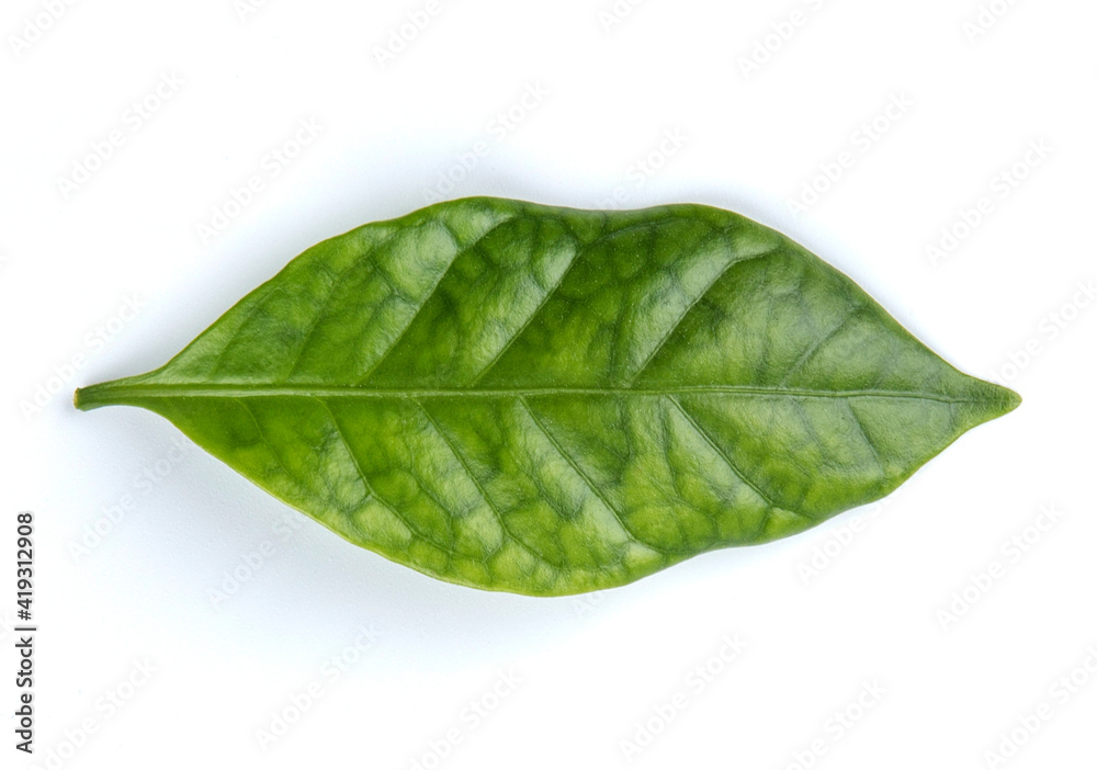 Obraz premium Arabica coffee leaf on a white background.