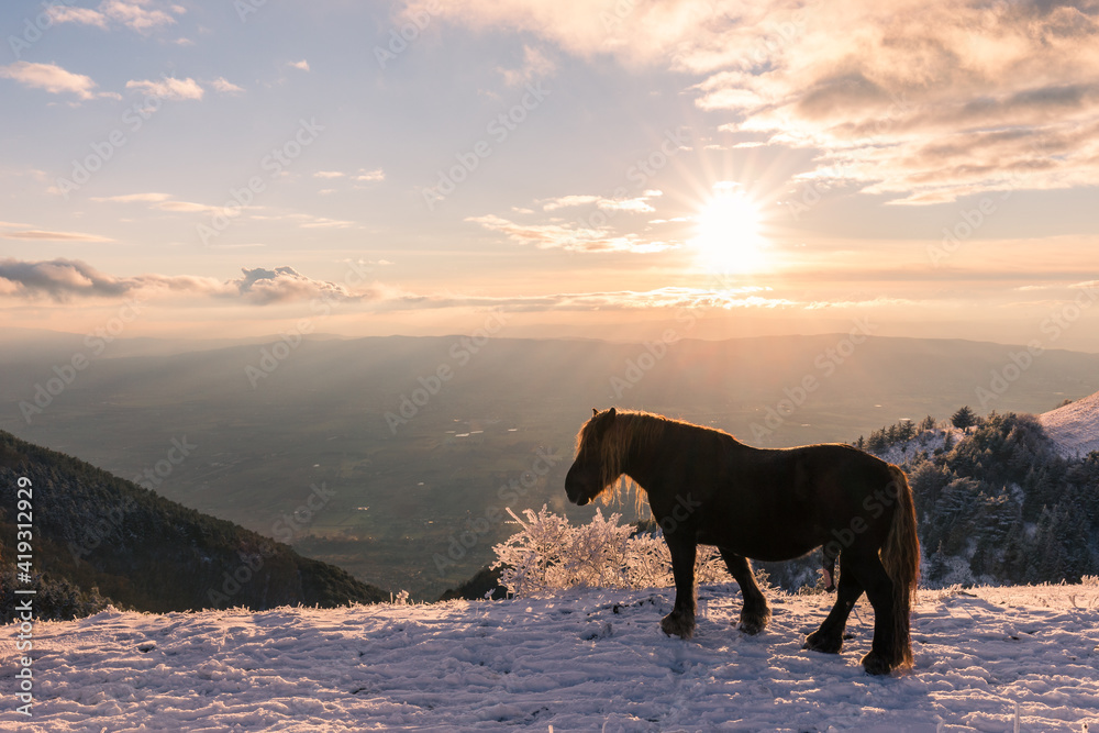 Cow pasturing on a mountain covered by snow at sunset Cow pasturing on a mountain covered by snow at sunset