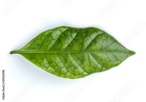 Arabica coffee leaf on a white background.