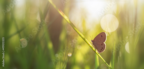 Photography butterfly on the grass in spring scenery
