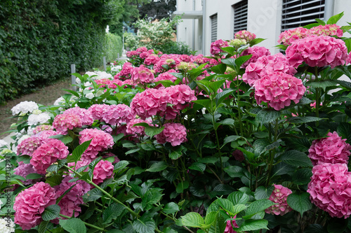 View of the flowering bushes of pink and white hydrangea in the courtyard of the house.