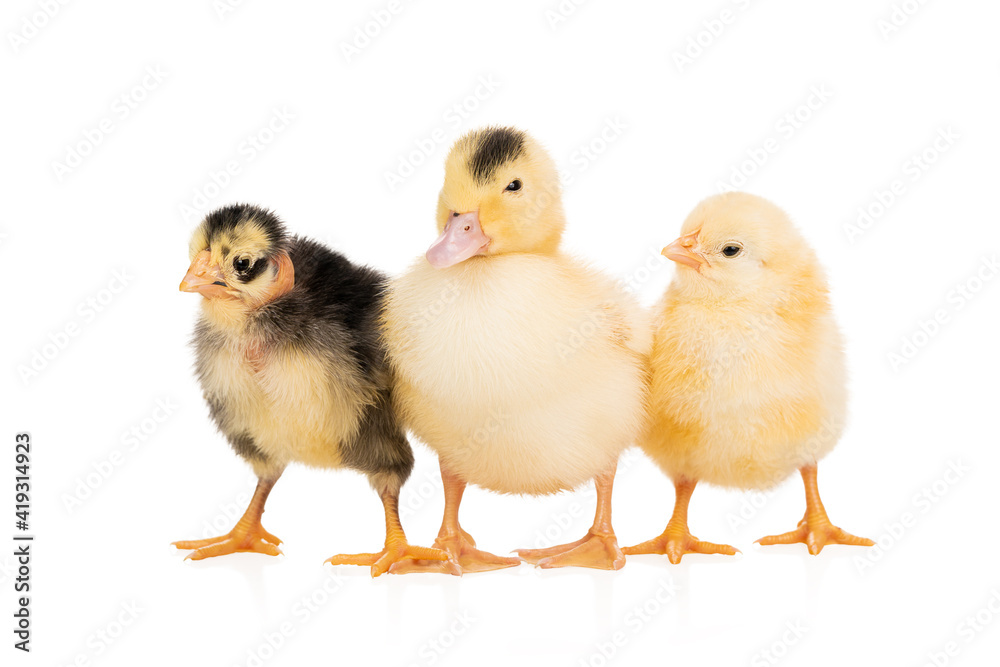 Duckling and two chicks Duckling and two chicks
