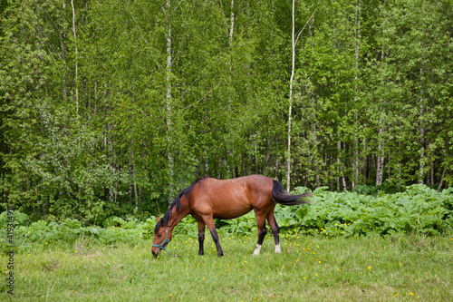 Close up image of a red bay horse grazing in summer pasture © Tatiana Nurieva