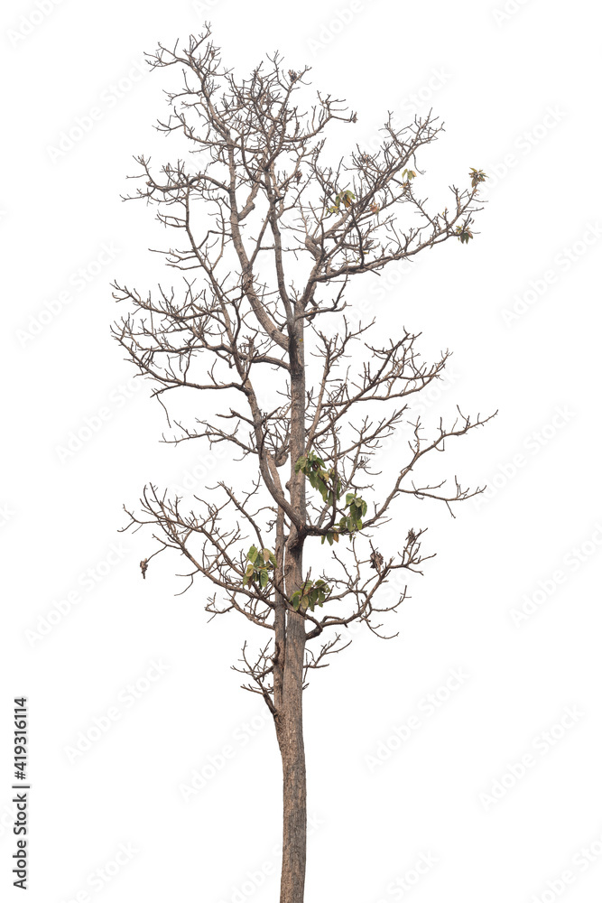 Branch of dead tree with clipping path isolated on white background. Branch of dead tree with clipping path isolated on white background.