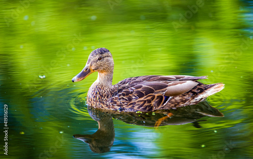 A wild duck stands on the shore of a lake  © licvin