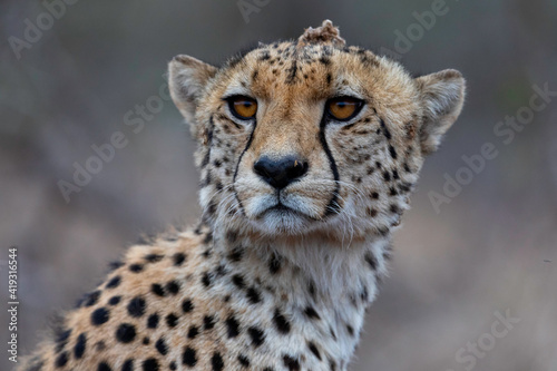 The Cheetah Eyes