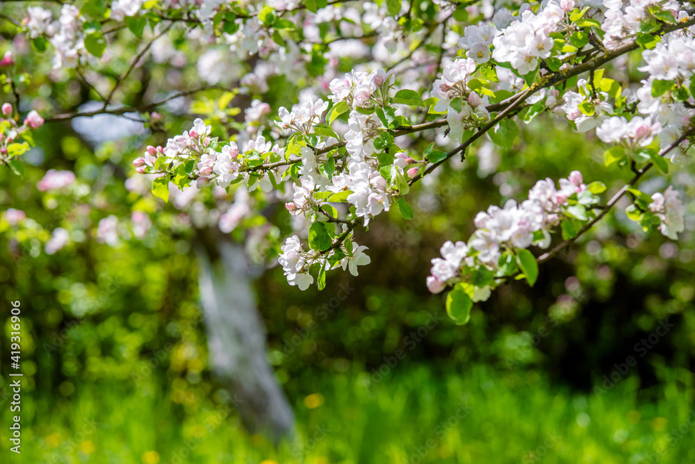 appletree blossom branch in the garden in spring
appletree blossom branch in the garden in spring